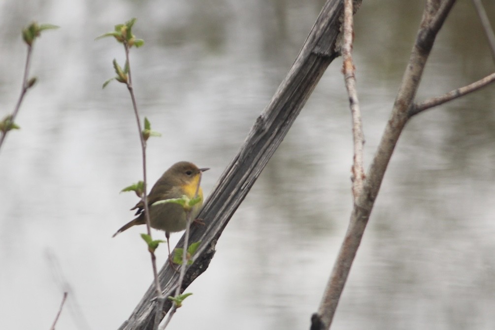 Common Yellowthroat - ML636413186