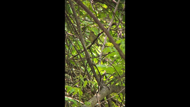 Yellow-bellied Flycatcher - ML636413279