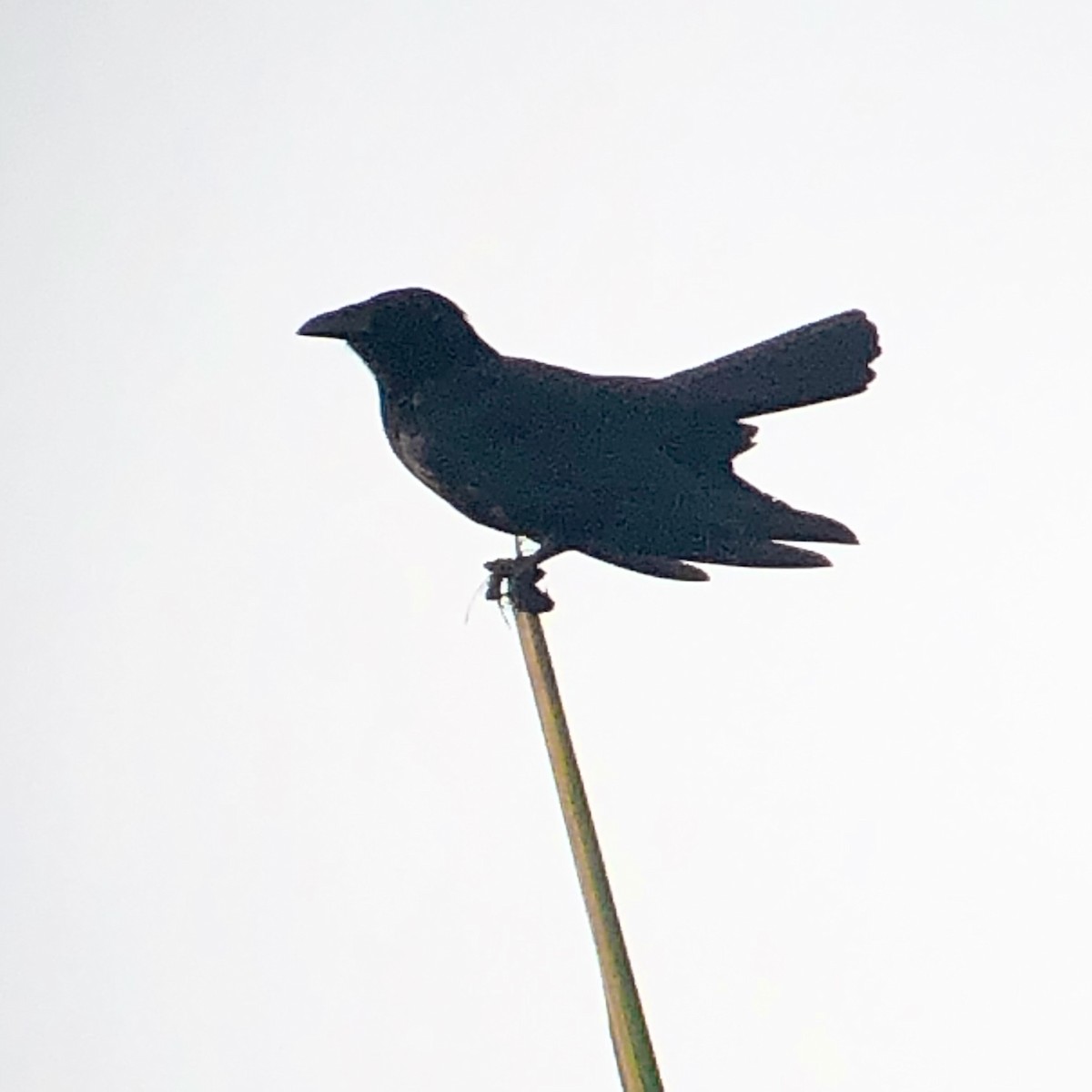 Cuban Palm-Crow - ML636413343