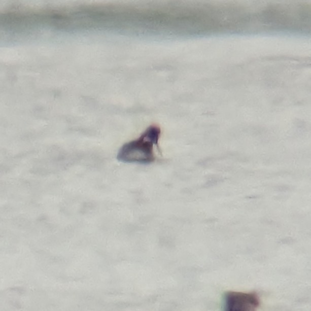 Нарийн сэлээхэй - ML636413566