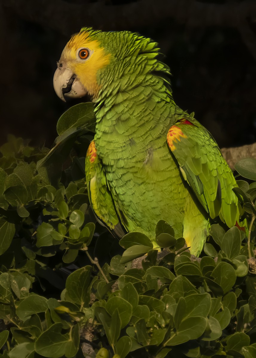 Yellow-shouldered Amazon - ML636413576