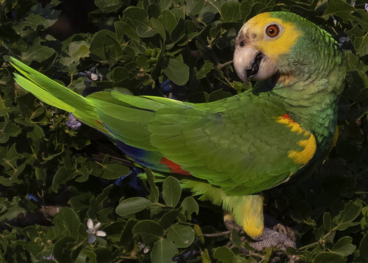 Yellow-shouldered Amazon - ML636413577