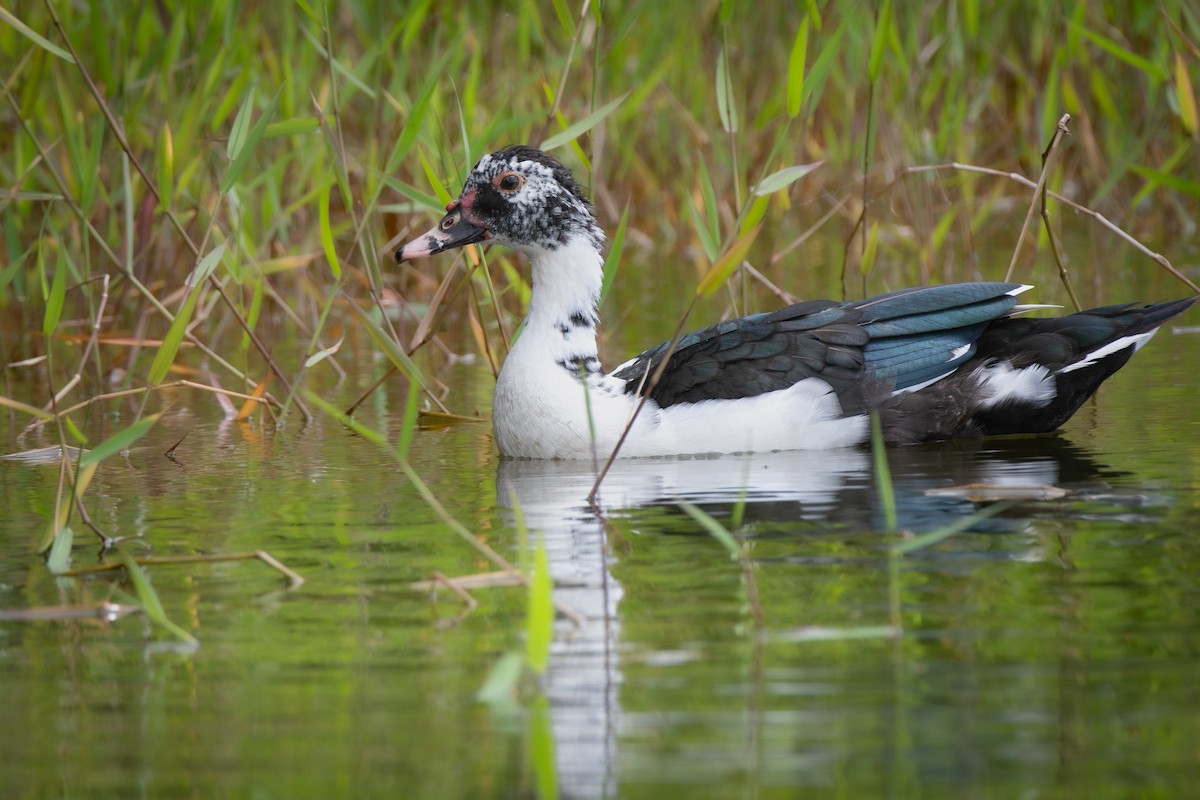 Muscovy Duck - ML636413729