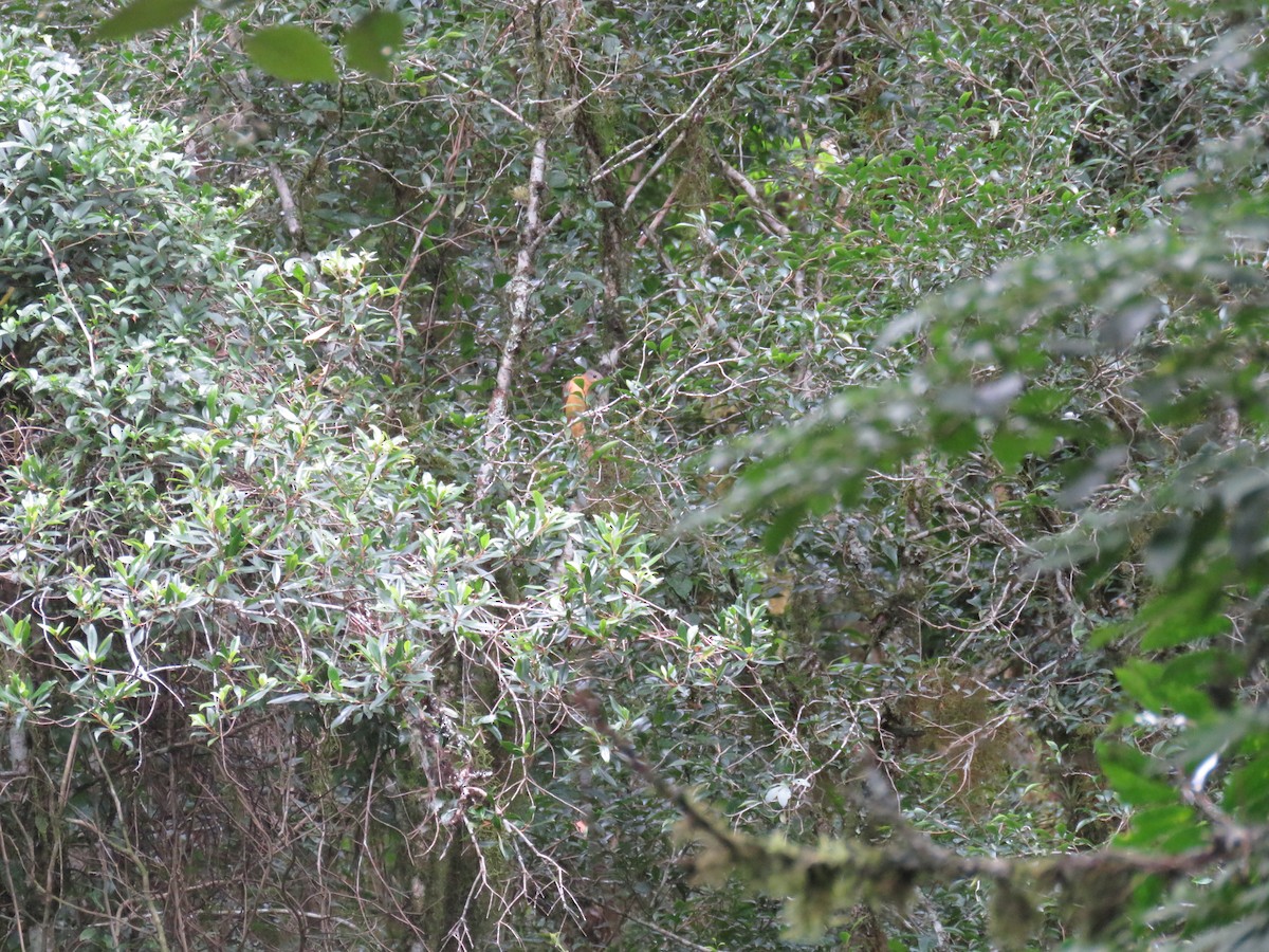 Rufous-tailed Attila - ML636413763