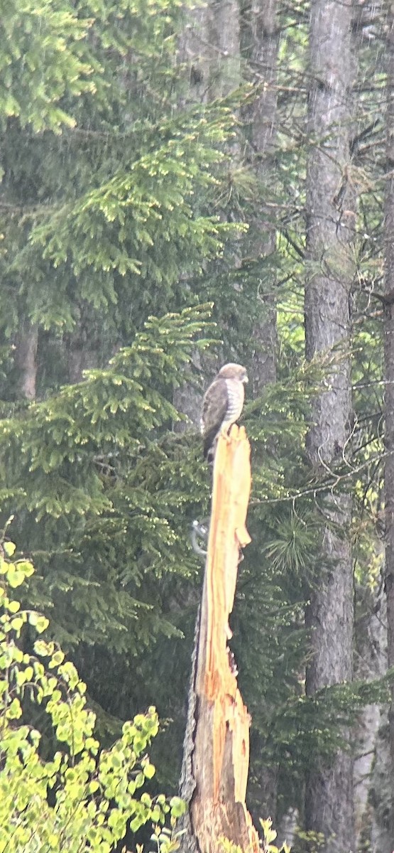Broad-winged Hawk - ML636413825