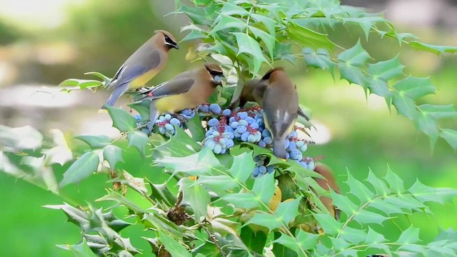 Cedar Waxwing - ML636413910