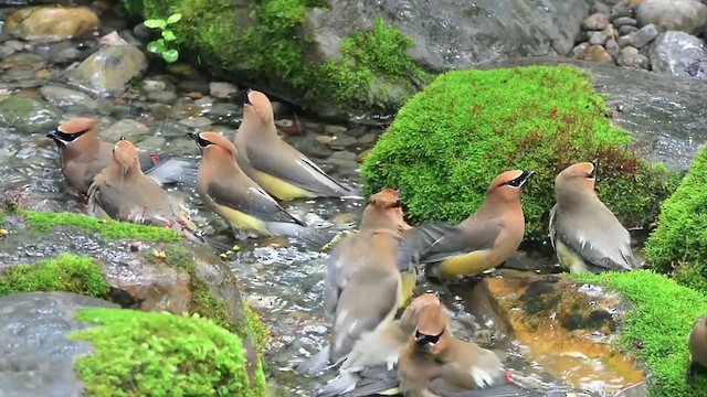 Cedar Waxwing - ML636413948