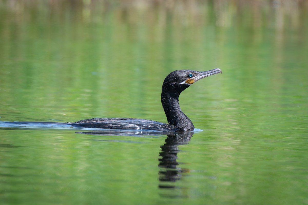 Neotropic Cormorant - ML636413972