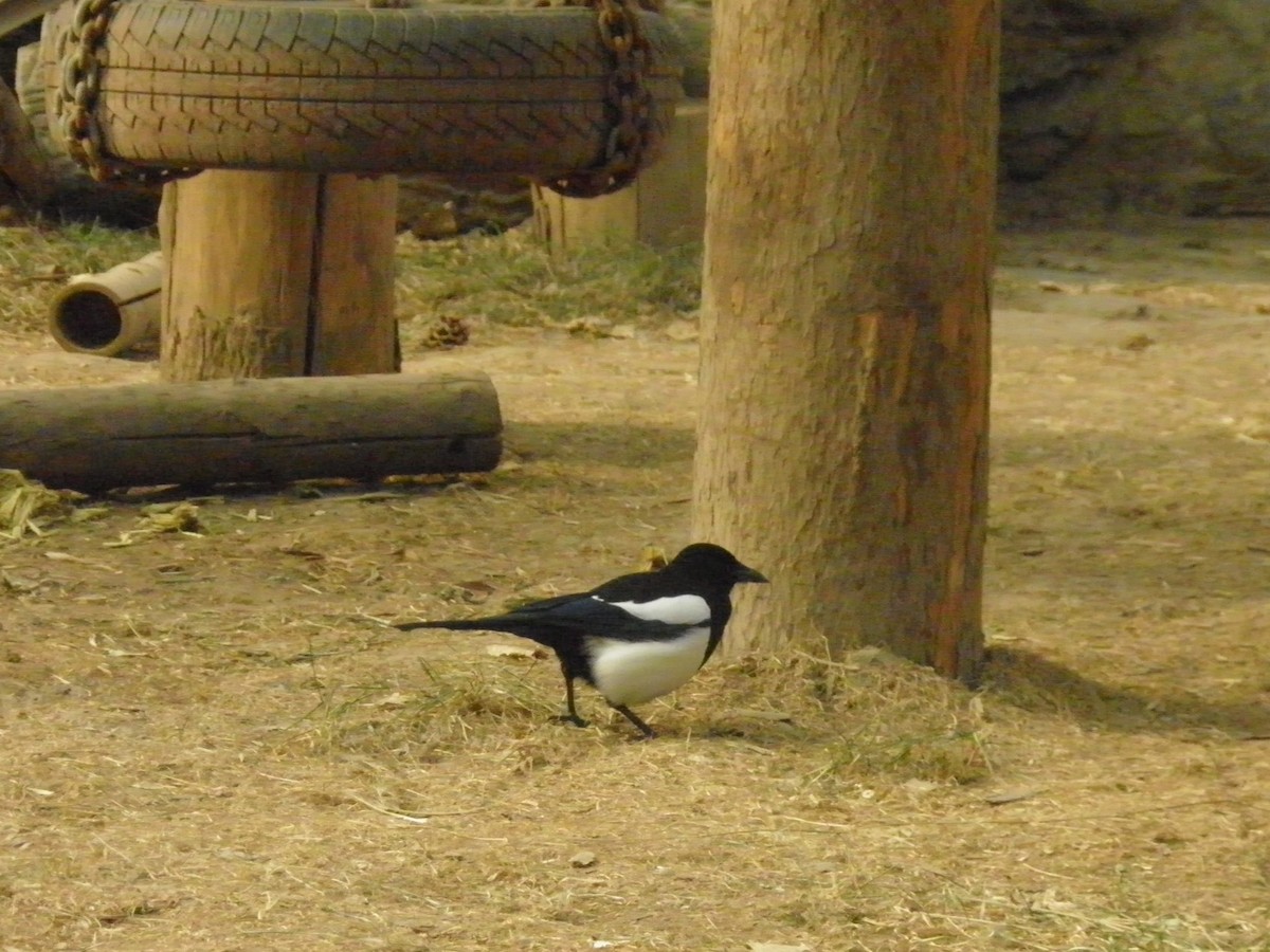 Дорнын шаазгай - ML636413976