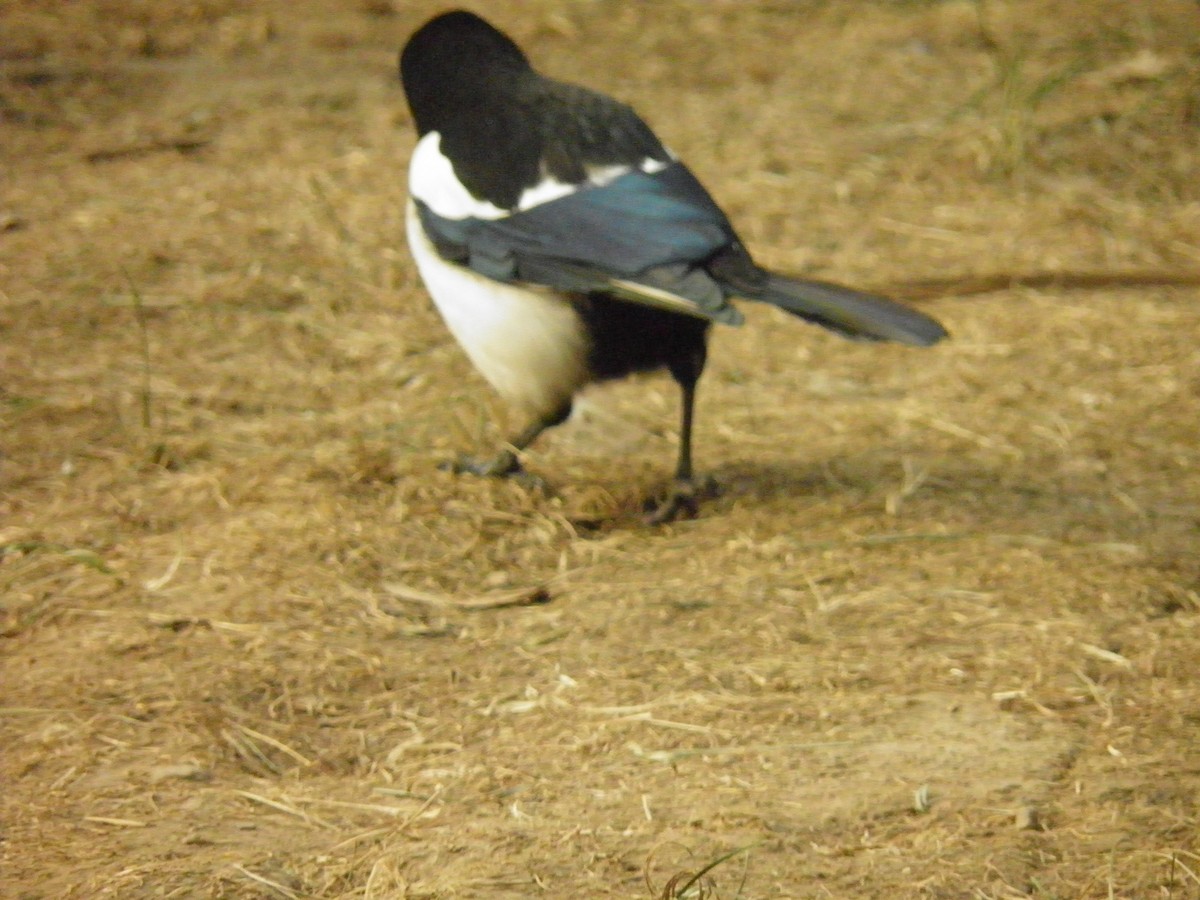 Дорнын шаазгай - ML636413977