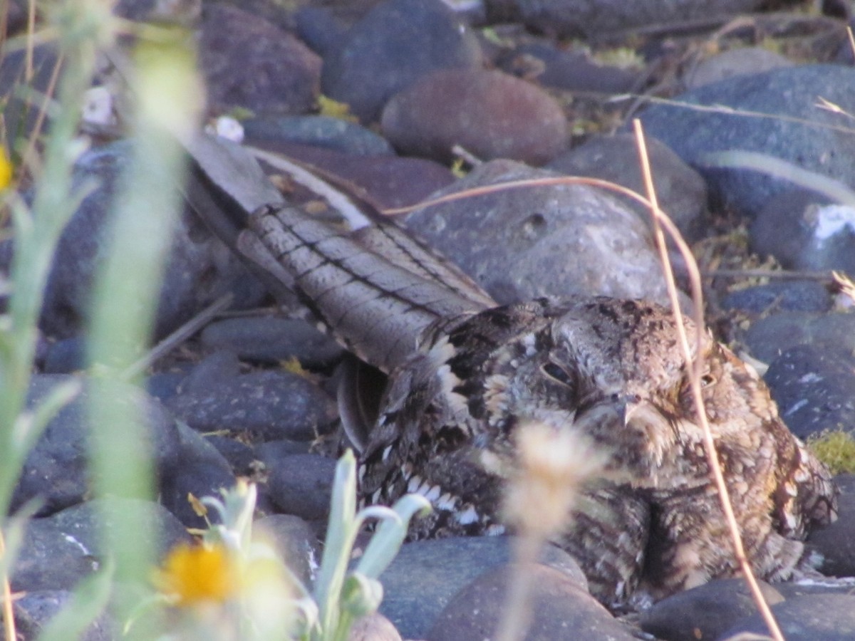 Scissor-tailed Nightjar - ML636413983