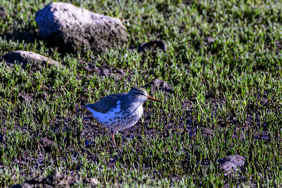 Spotted Sandpiper - ML636413984