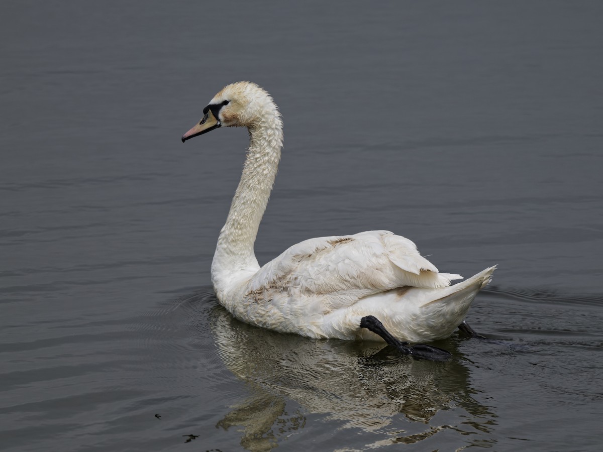 Хуруут хун - ML636414014