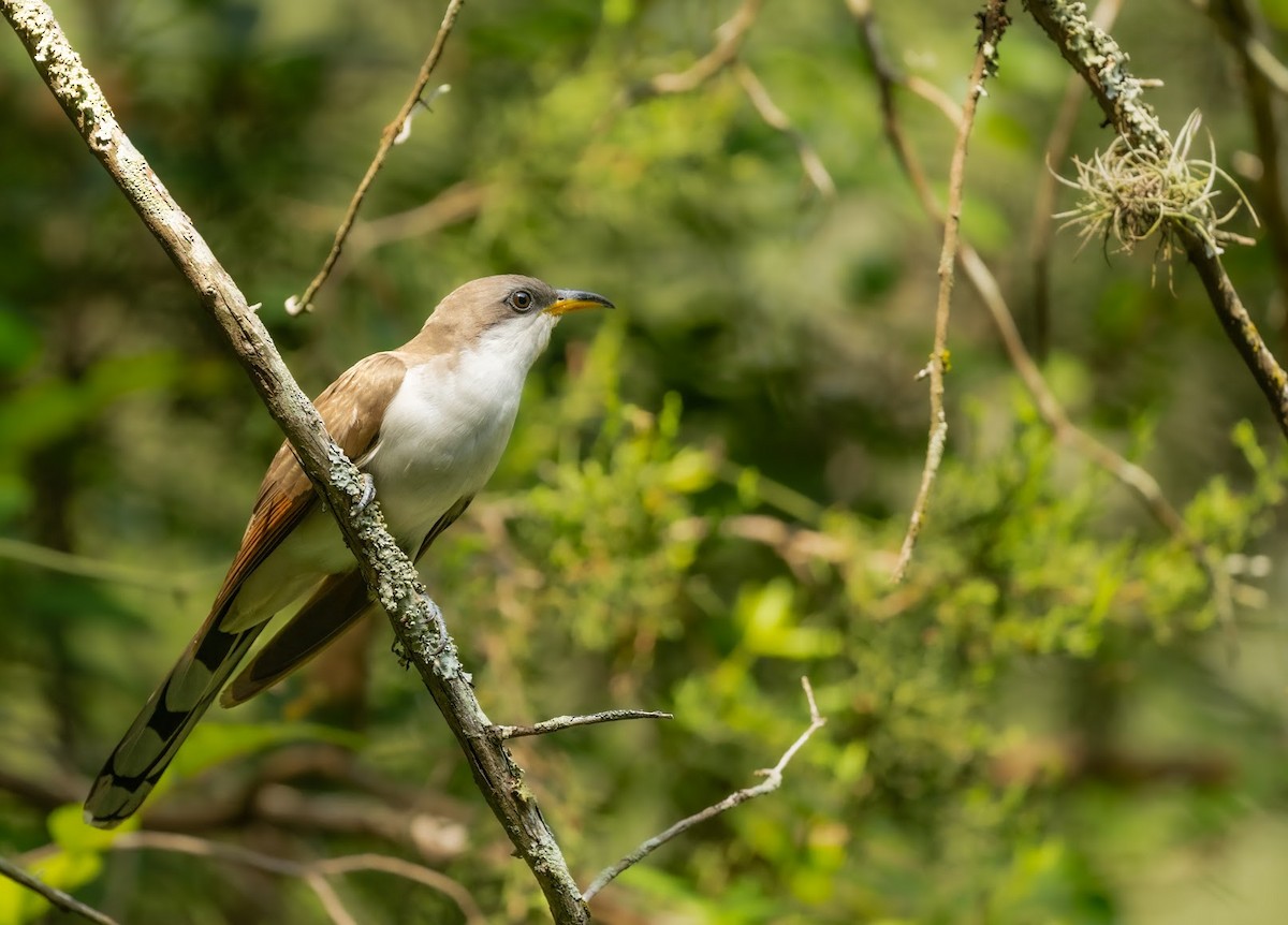 Yellow-billed Cuckoo - ML636414021