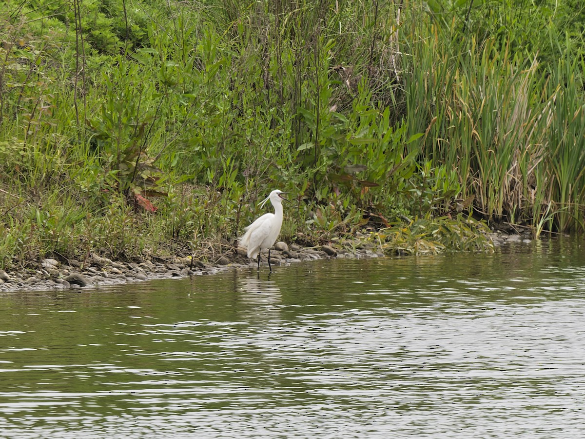 Хурган дэглий - ML636414029