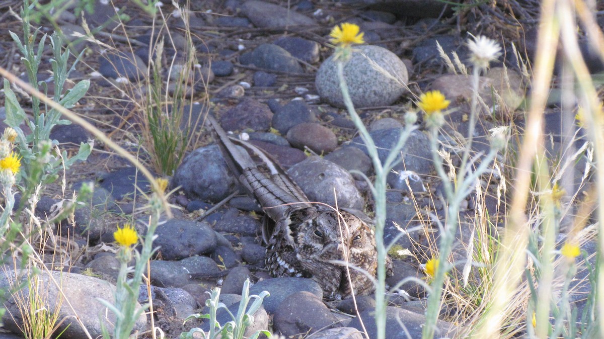 Scissor-tailed Nightjar - ML636414034