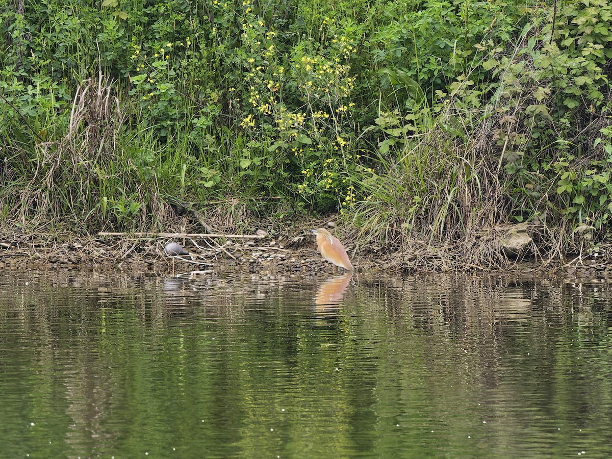 Squacco Heron - ML636414035