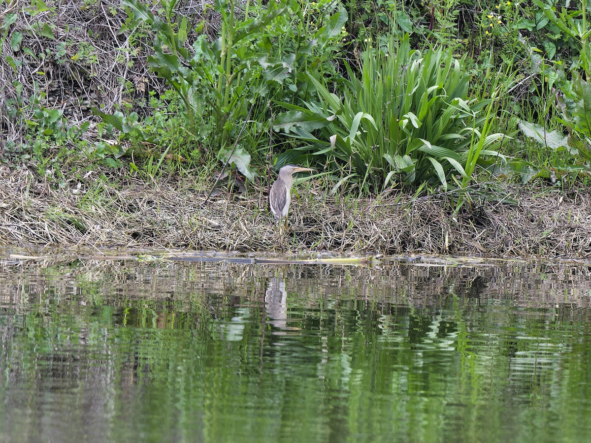 Бичил одой бух - ML636414038