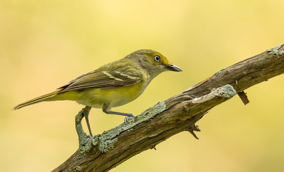 White-eyed Vireo - ML636414047