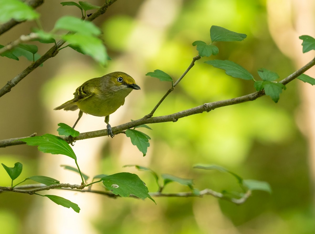 White-eyed Vireo - ML636414048