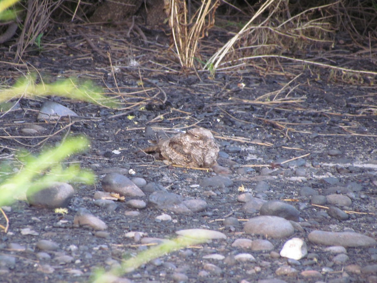 Scissor-tailed Nightjar - ML636414060
