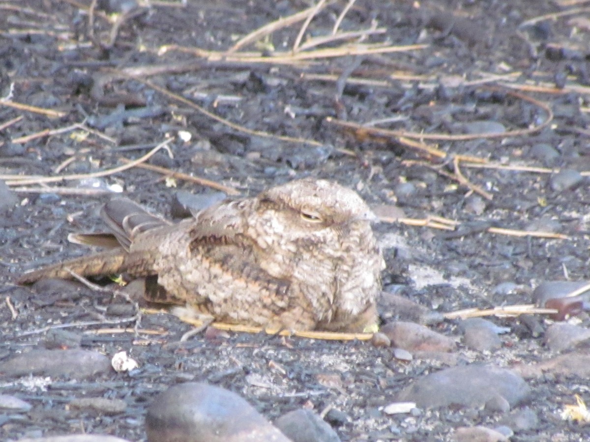 Scissor-tailed Nightjar - ML636414100