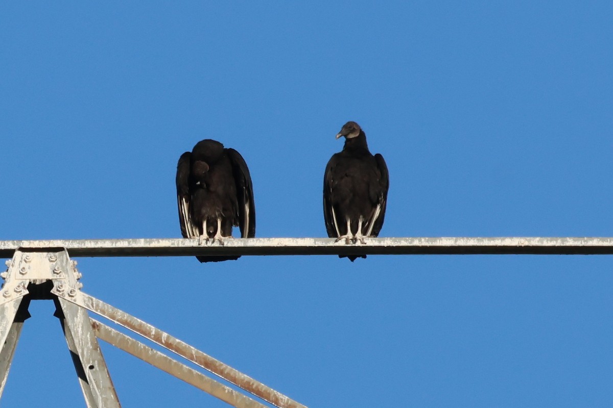 Black Vulture - ML636414124