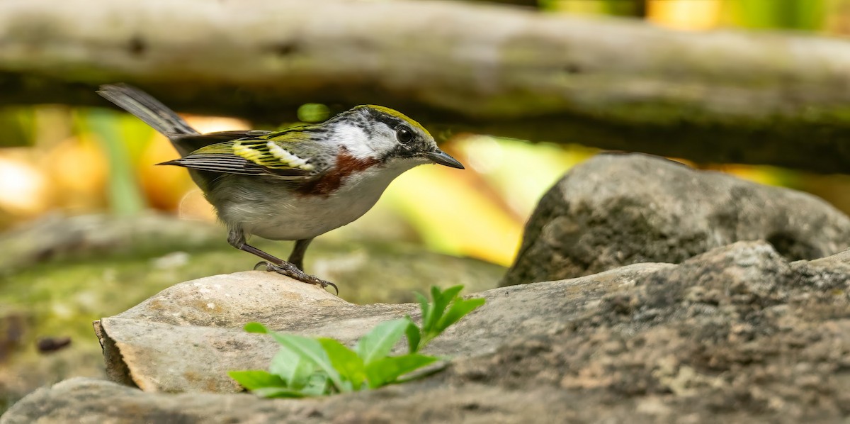 Chestnut-sided Warbler - ML636414126