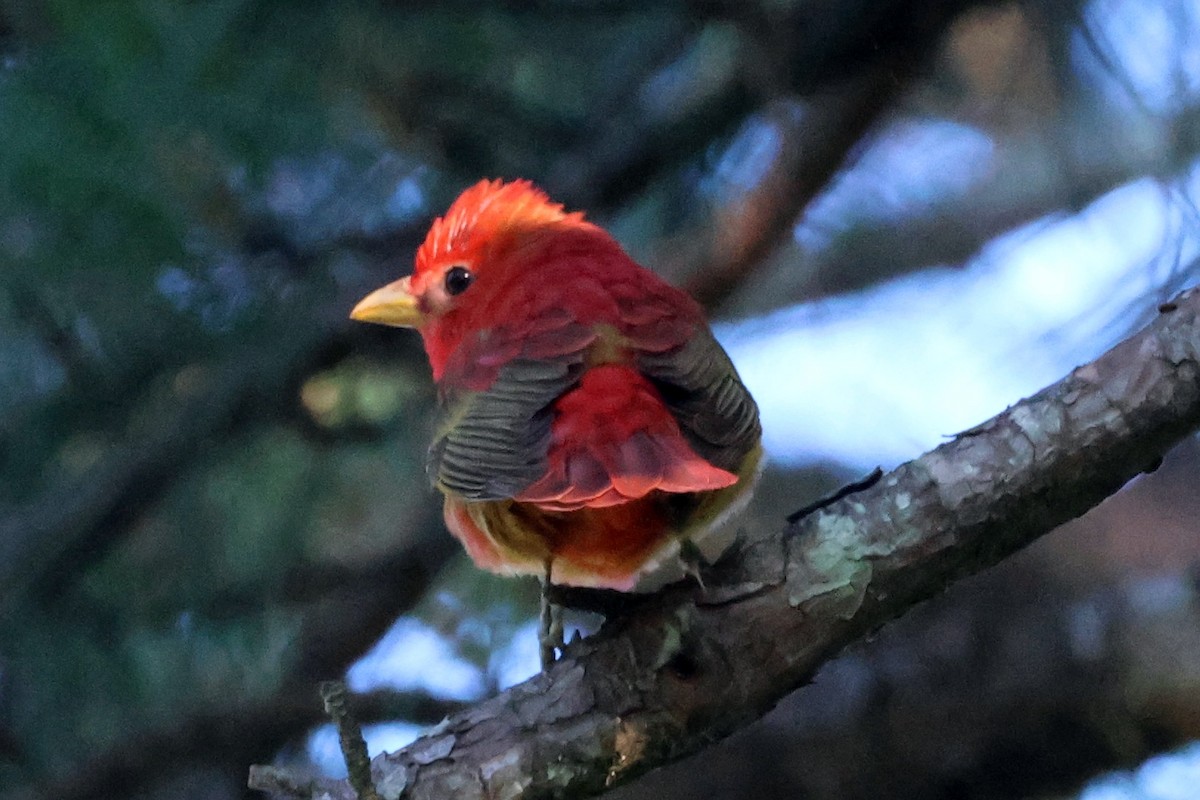 Summer Tanager - ML636414153