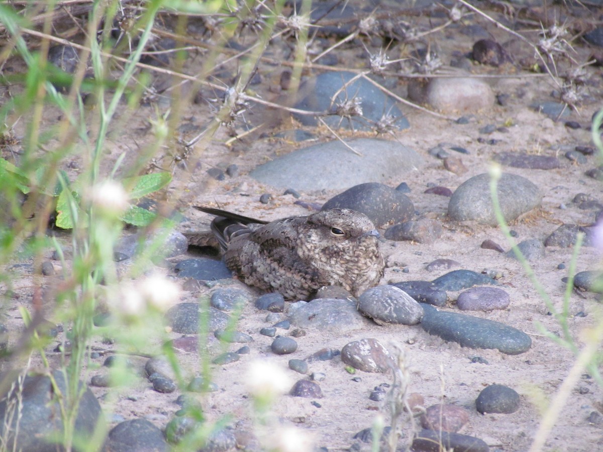 Scissor-tailed Nightjar - ML636414157