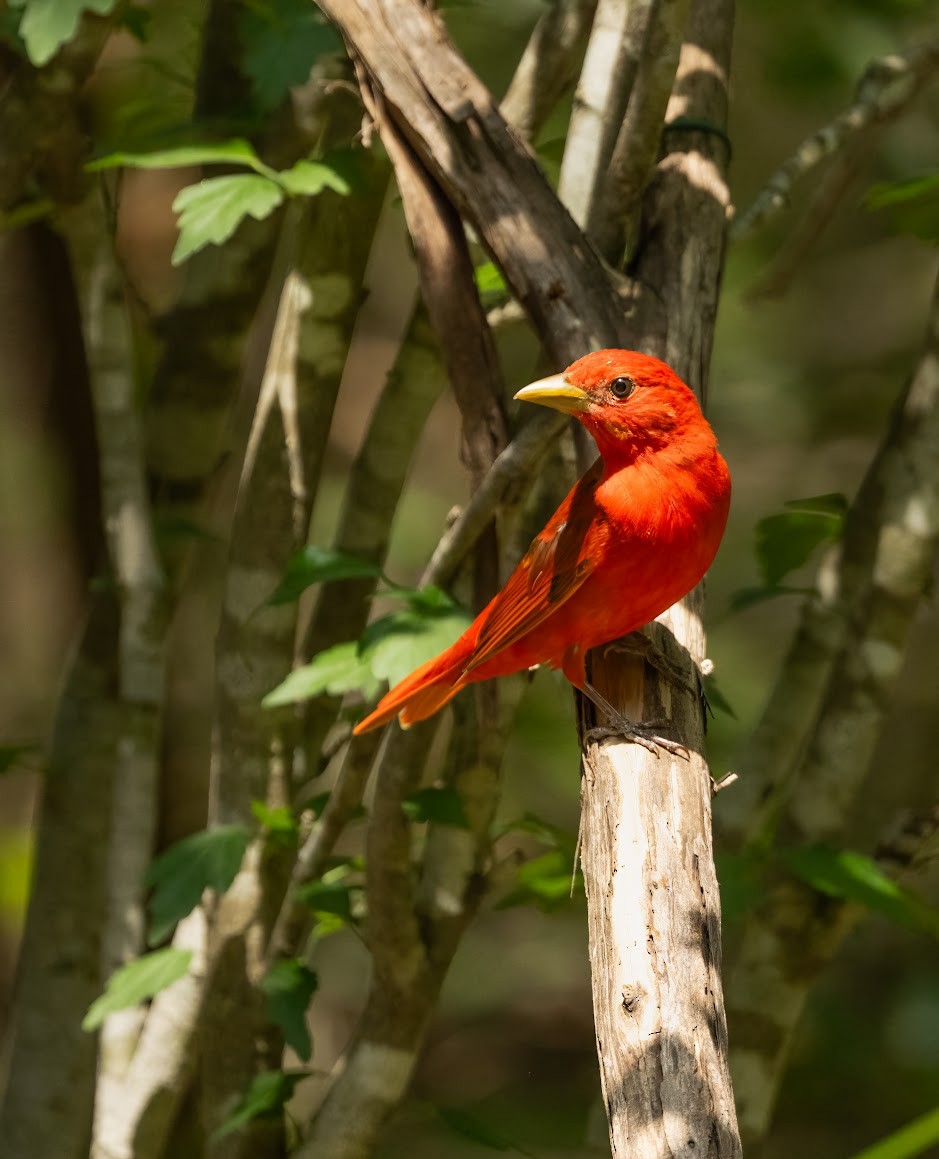 Summer Tanager - ML636414165