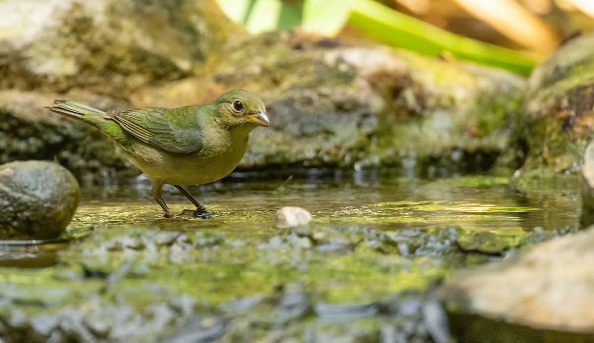 Painted Bunting - ML636414224