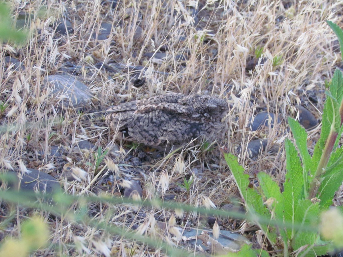 Scissor-tailed Nightjar - ML636414243