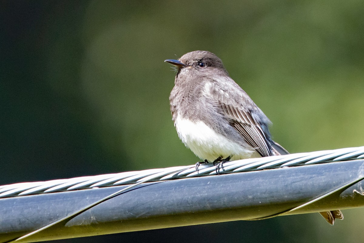 Black Phoebe - ML636414253