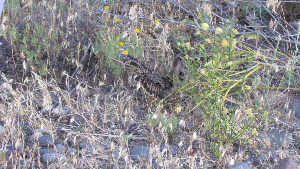 Scissor-tailed Nightjar - ML636414254