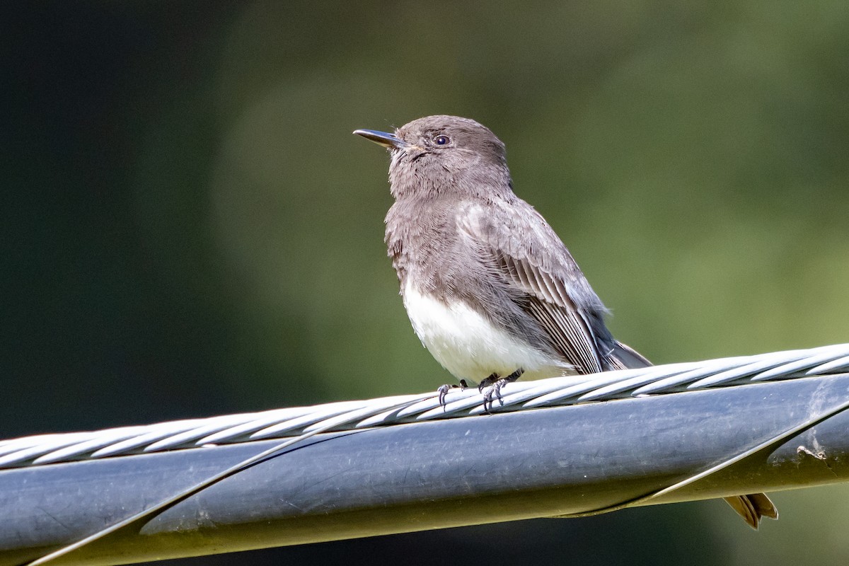Black Phoebe - ML636414256