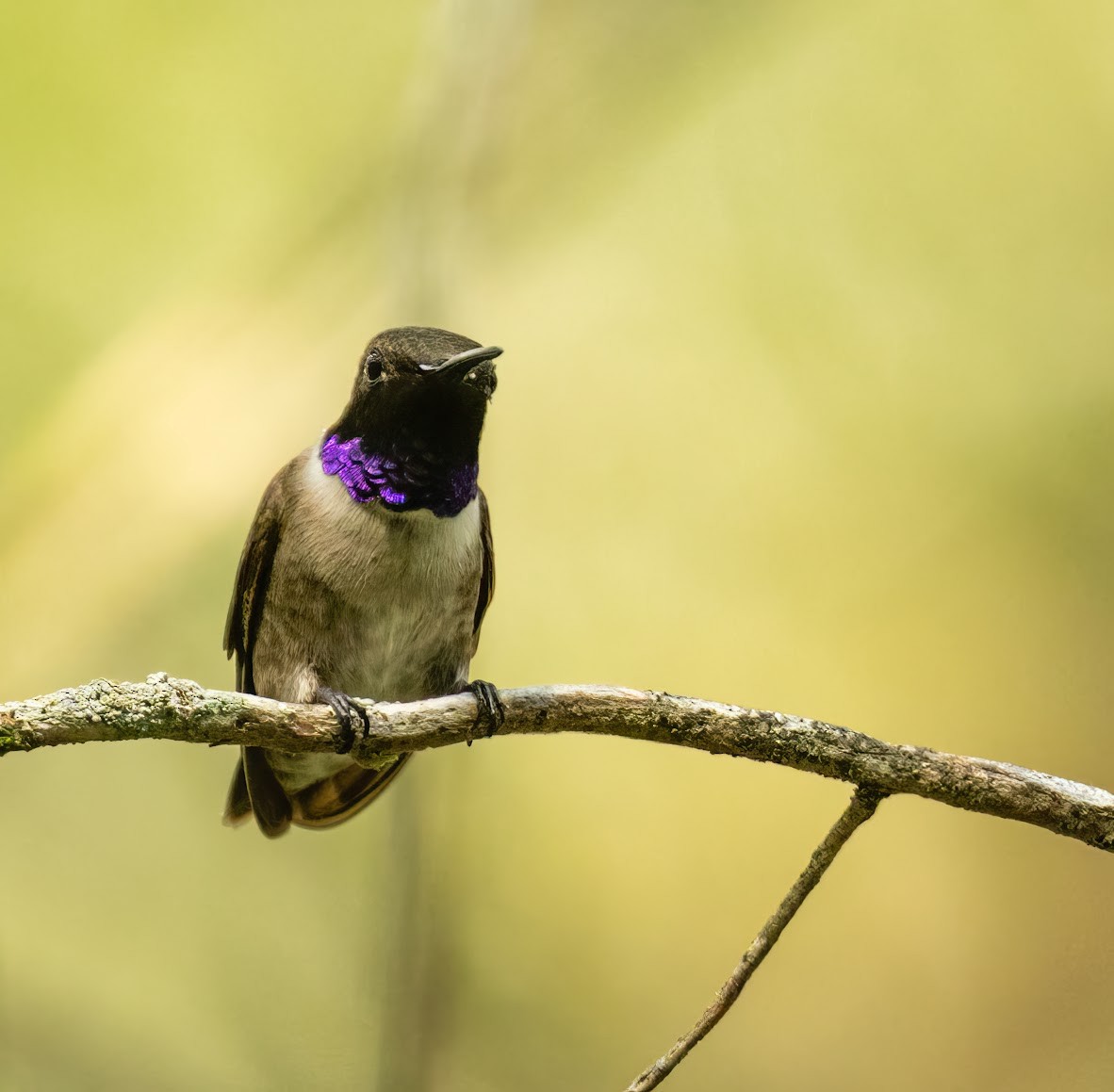 Black-chinned Hummingbird - ML636414270