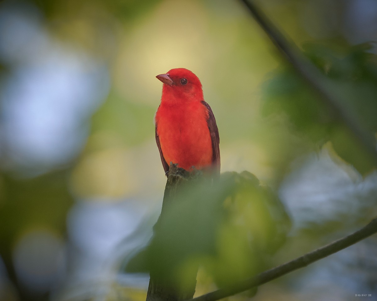 Scarlet Tanager - ML636414333