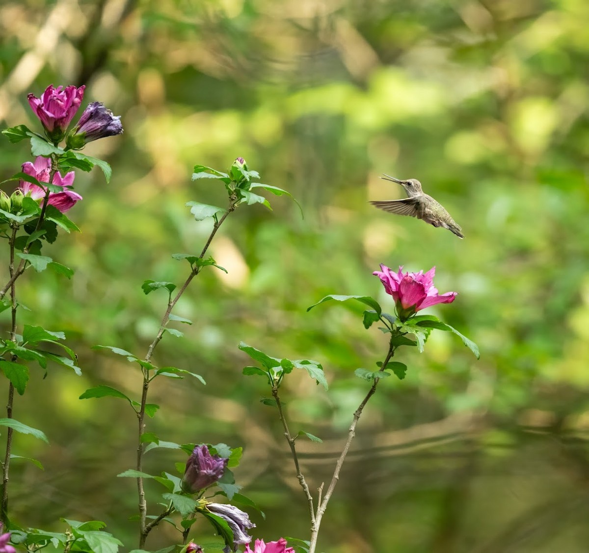 Black-chinned Hummingbird - ML636414352