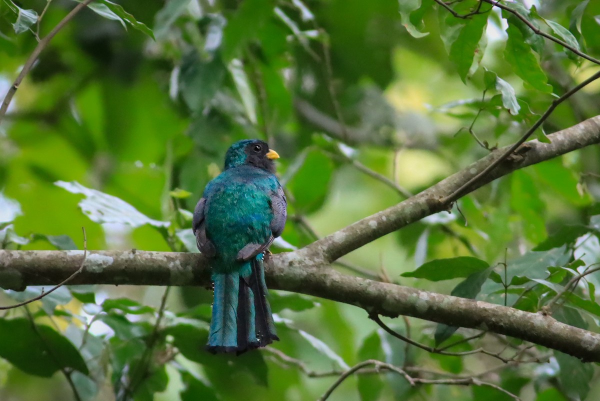 Mountain Trogon - ML636414385