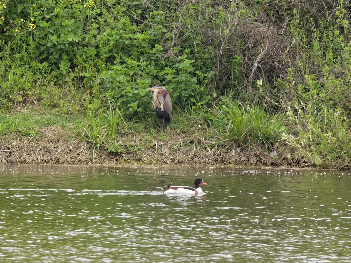 Анхидал ангир - ML636414391