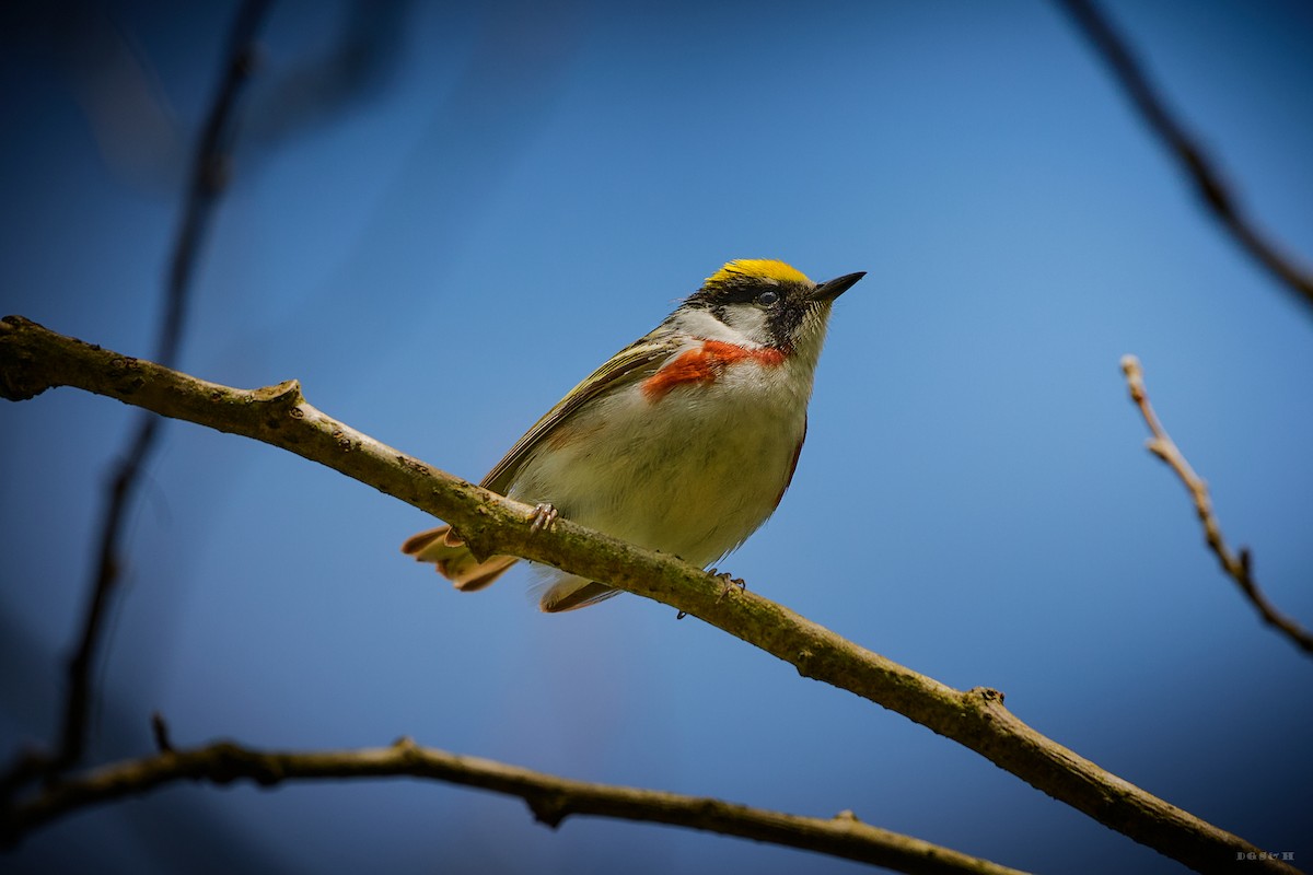 Chestnut-sided Warbler - ML636414415