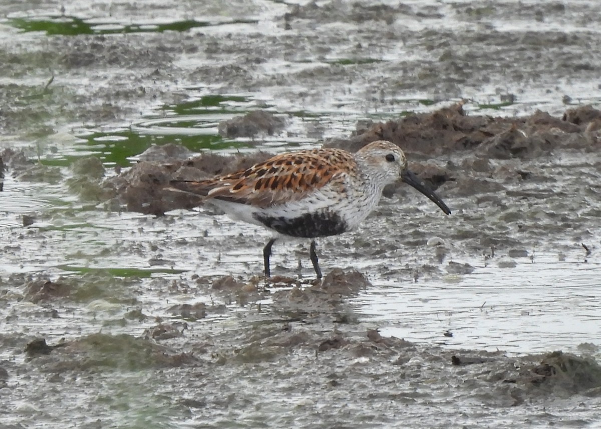 Dunlin - ML636414434