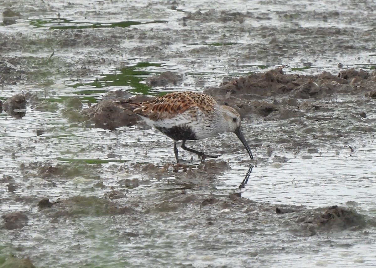 Dunlin - ML636414441