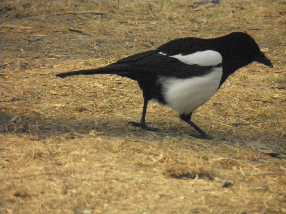 Дорнын шаазгай - ML636414444