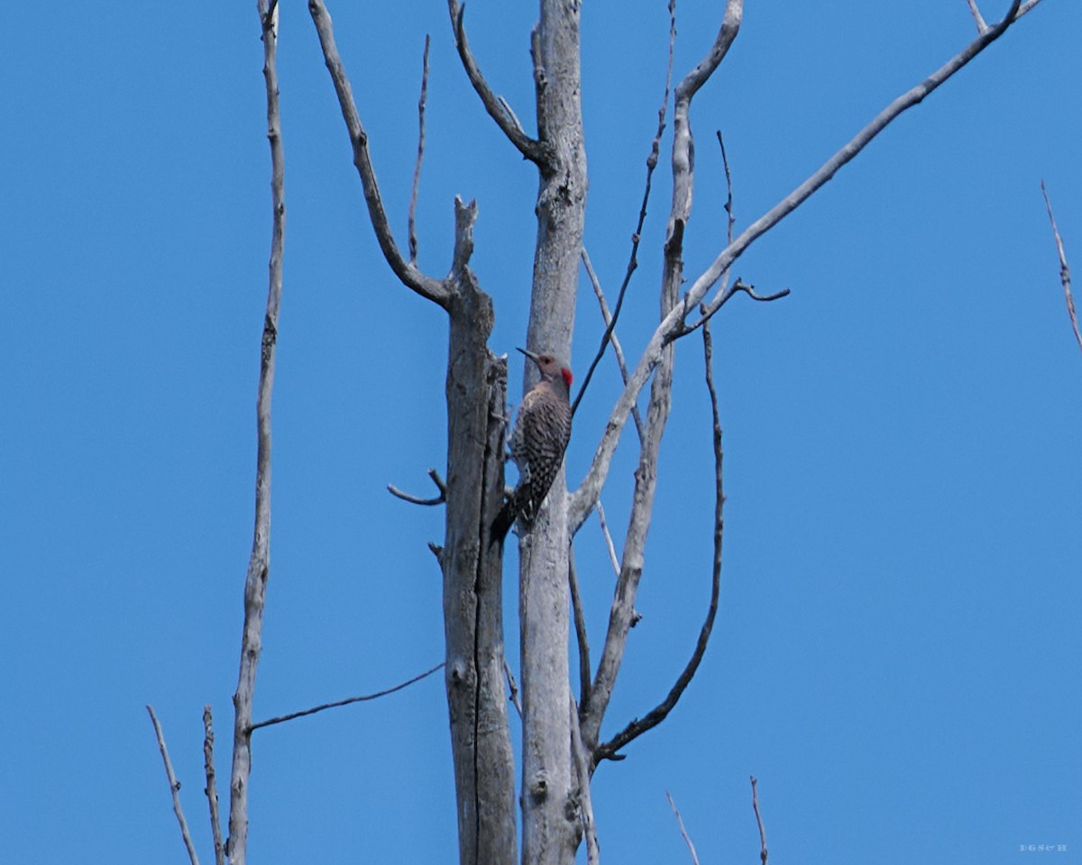 Northern Flicker - ML636414459
