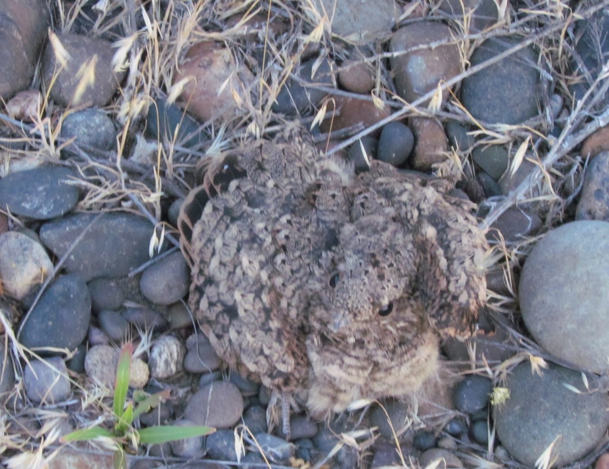 Scissor-tailed Nightjar - ML636414462