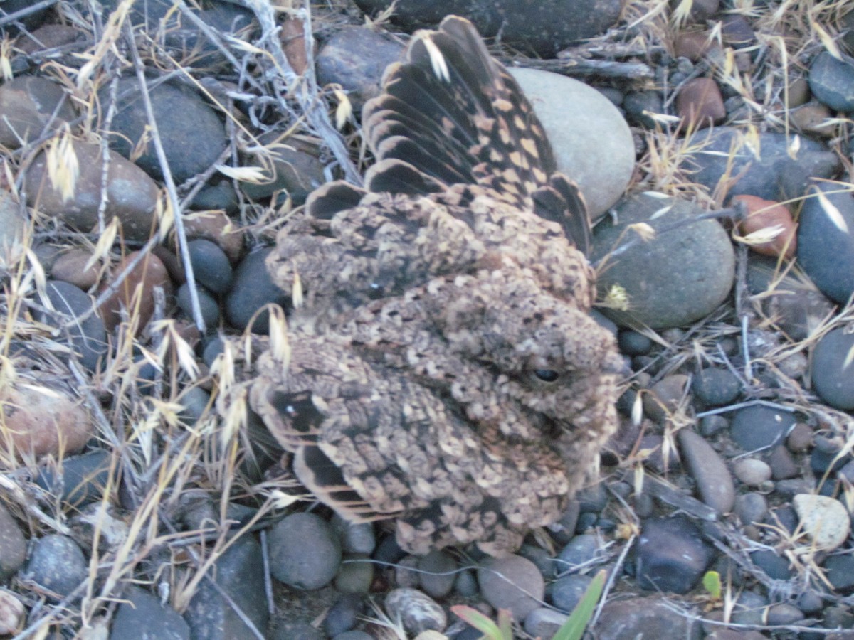 Scissor-tailed Nightjar - ML636414482