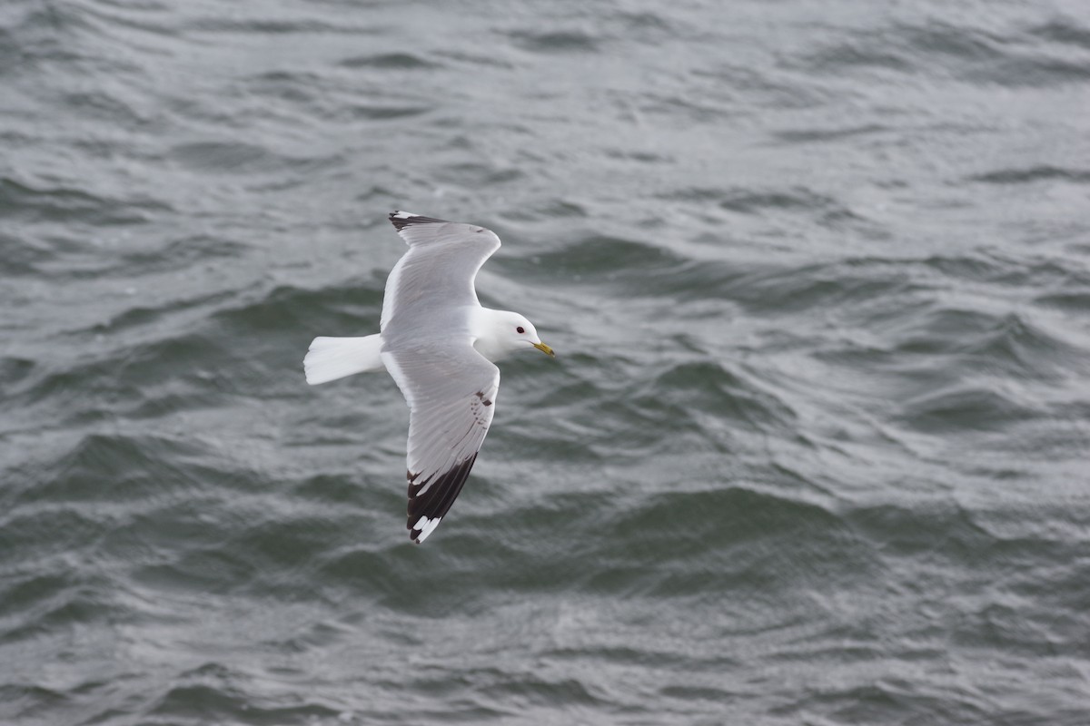 Common Gull - ML636414493