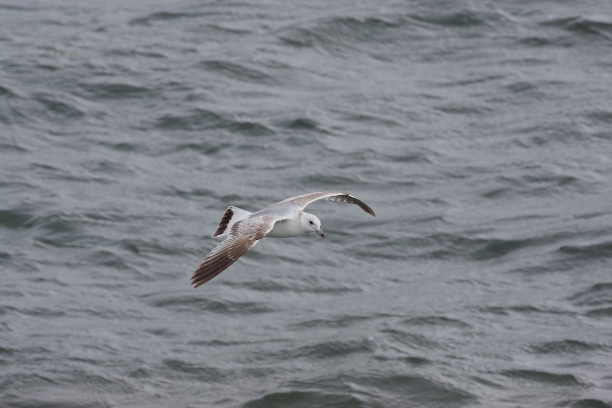 Common Gull - ML636414495